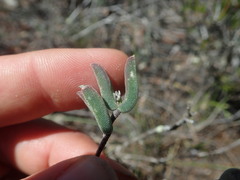 Drosanthemum lavisii