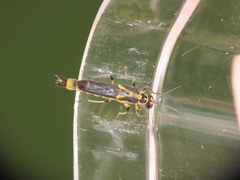 Ichthyurus klapperichi