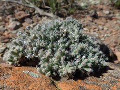 Trichodiadema marlothii