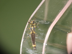 Ichthyurus klapperichi