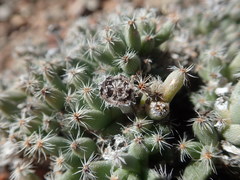 Trichodiadema marlothii