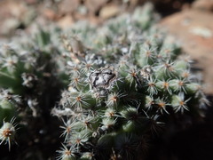 Trichodiadema marlothii