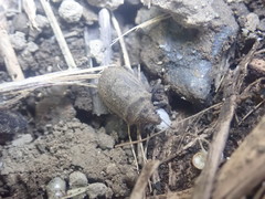 Scotinophara horvathi