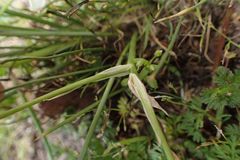 Ornithogalum umbellatum