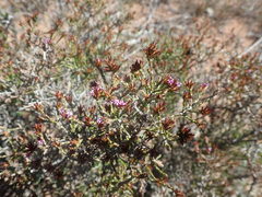 Stoebe rugulosa