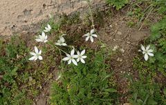 Ornithogalum umbellatum