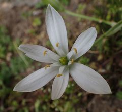 Ornithogalum umbellatum