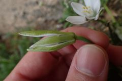 Ornithogalum umbellatum