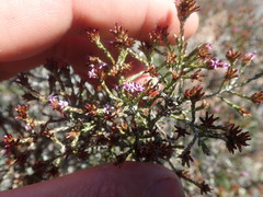 Stoebe rugulosa