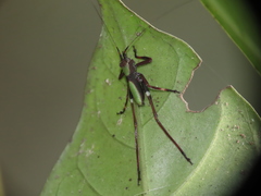 Ruidocollaris truncatolobata