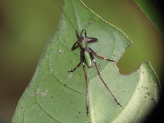 Ruidocollaris truncatolobata