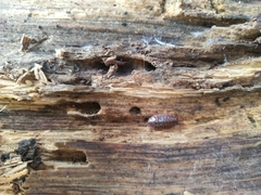 Protracheoniscus politus