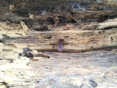 Protracheoniscus politus