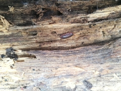 Protracheoniscus politus