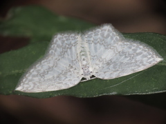 Leucodrepana serratilinea