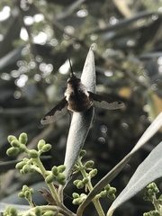 Bombylius fimbriatus