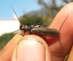 Perlodes microcephalus