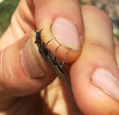 Perlodes microcephalus