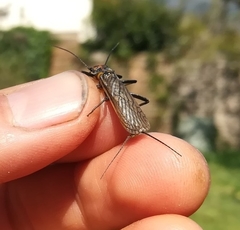 Perlodes microcephalus