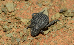 Renatiella