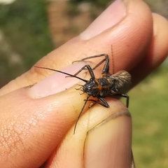 Perlodes microcephalus