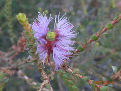 Melaleuca gibbosa