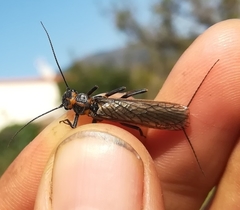 Perlodes microcephalus