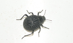 Renatiella