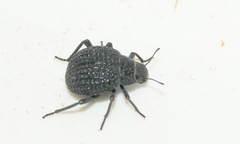 Renatiella