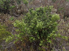 Robsonodendron maritimum