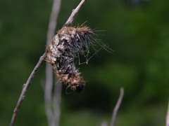 Entomophaga