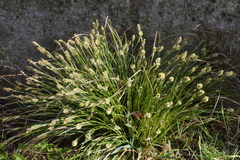 Carex umbrosa