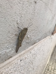 Anacridium aegyptium
