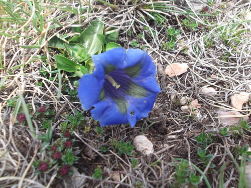Image of Gentiana dinarica by (c) Charlène Selva, some rights reserved (CC BY)
