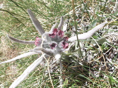 Cynoglossum magellense
