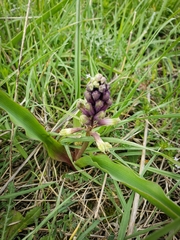 Bellevalia trifoliata