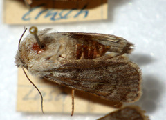 Agrotis simplonia