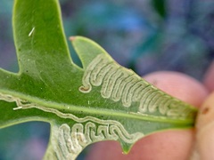 Eumetriochroa panacivermiforma