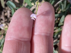Desmodium varians