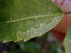 Eumetriochroa panacivermiforma