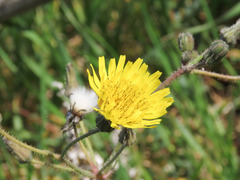 Sonchus asper