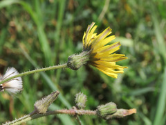Sonchus asper