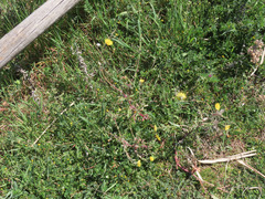 Sonchus asper