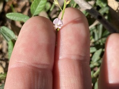 Desmodium varians