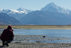 Himantopus novaezelandiae