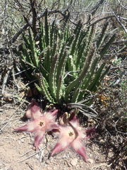 Stapelia hirsuta