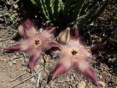 Stapelia hirsuta