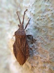 Choerommatus