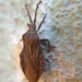 Choerommatus - Photo (c) Rouxne Botha, alguns direitos reservados (CC BY-NC), uploaded by Rouxne Botha