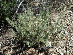 Teucrium africanum